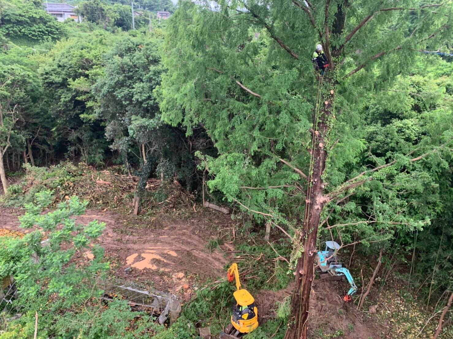 もう一本のメタセコイヤに登りこむスタッフ藤本。